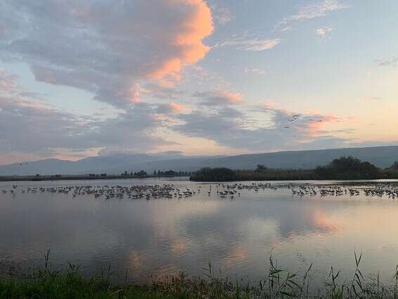 עשרות אלפי עגורים // צילום: ליאור פלג